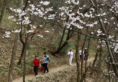 ​樱花起舞 河南新县邀你“上春山”